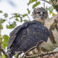 Harpy Eagle